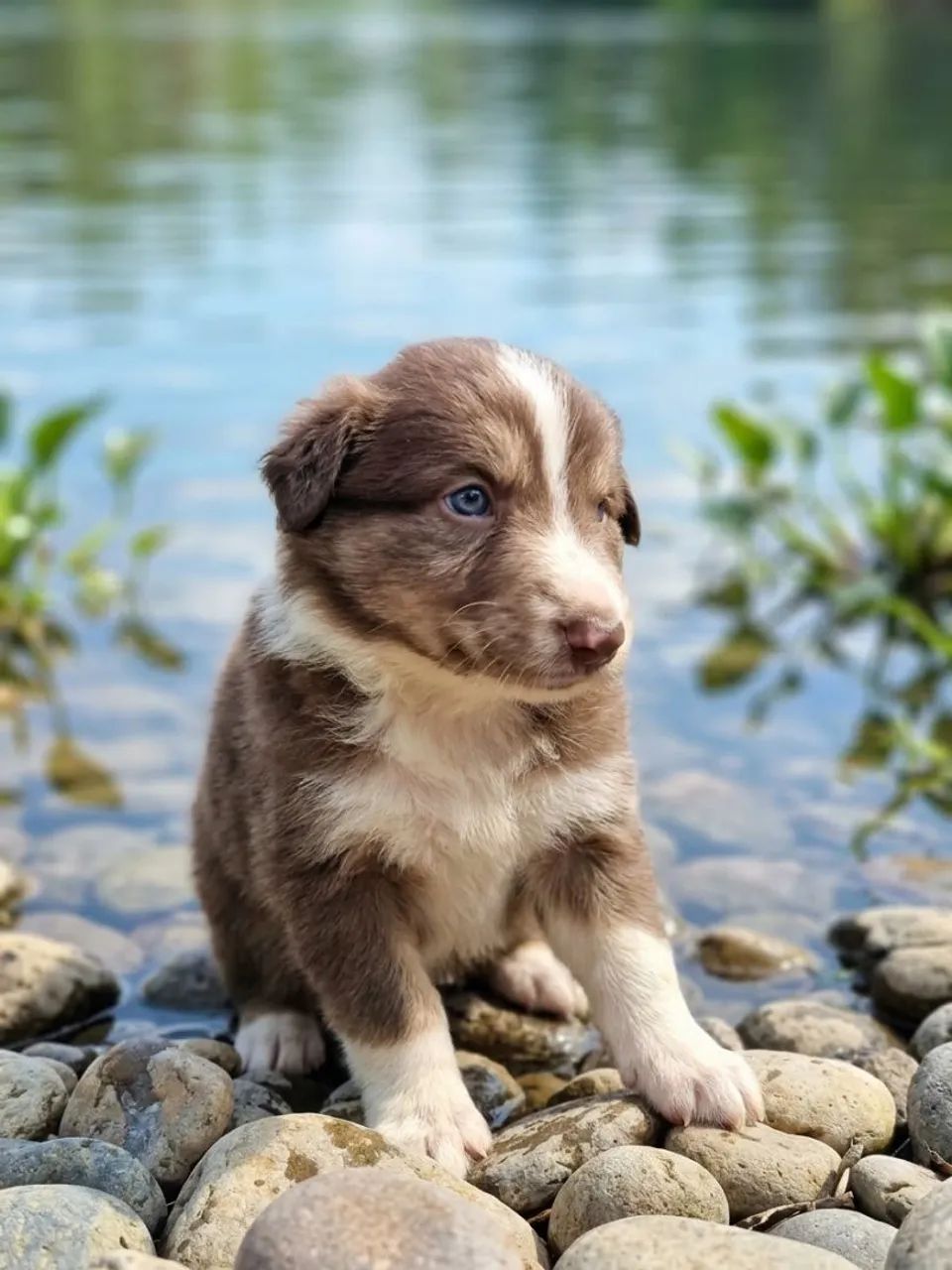 Filhotes de Border Collie Puros