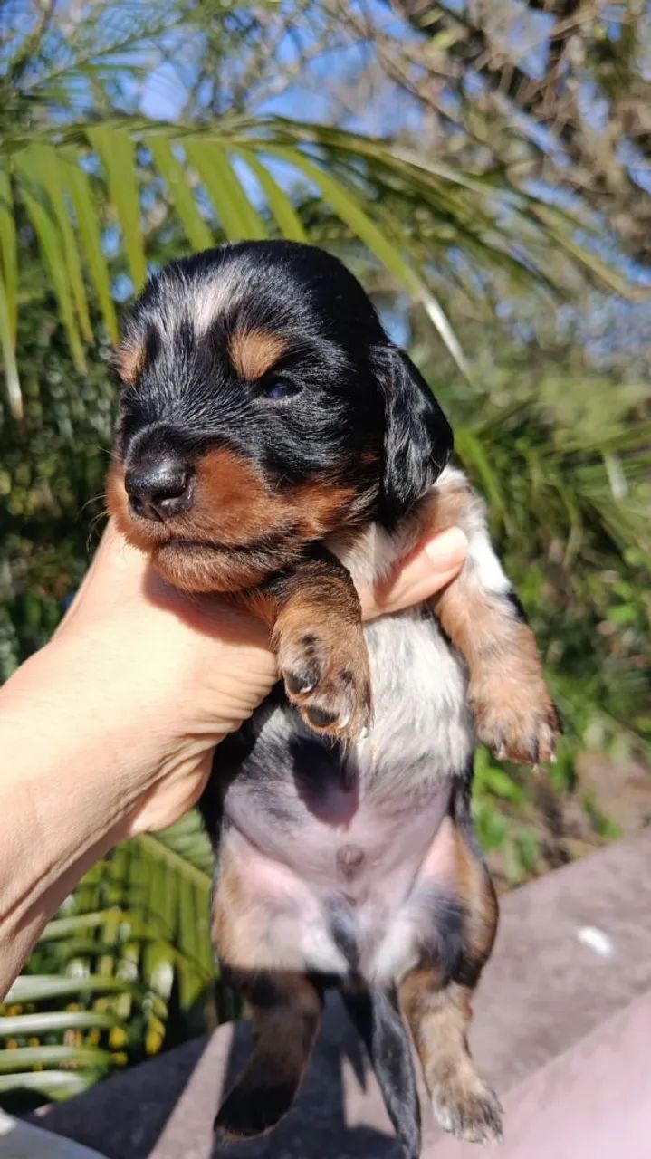 Dachshund  - Foto 2