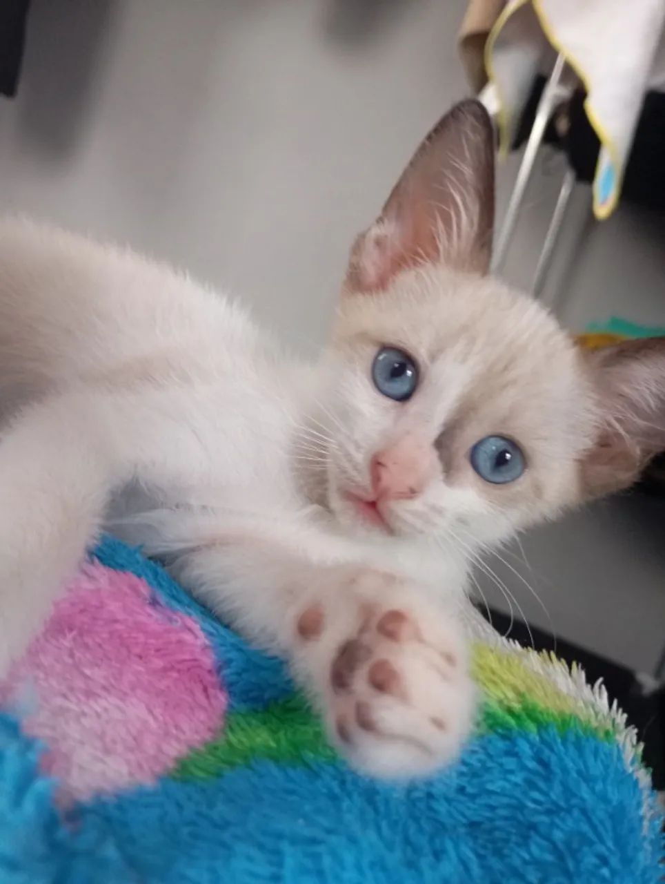 Filhotes de gatinho para adoção responsável! 