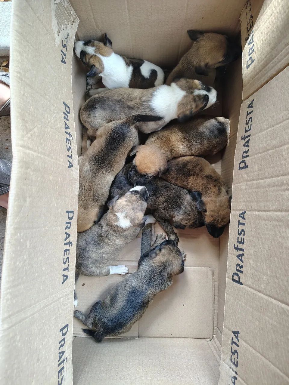 Cachorros - Foto 2