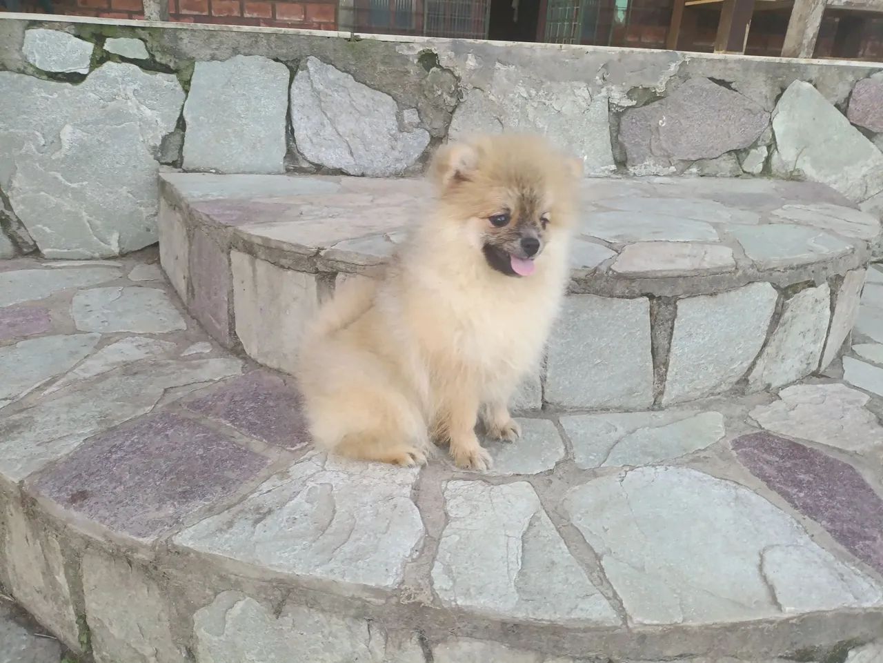 Spitz Alemão anão macho disponíveis - Foto 2