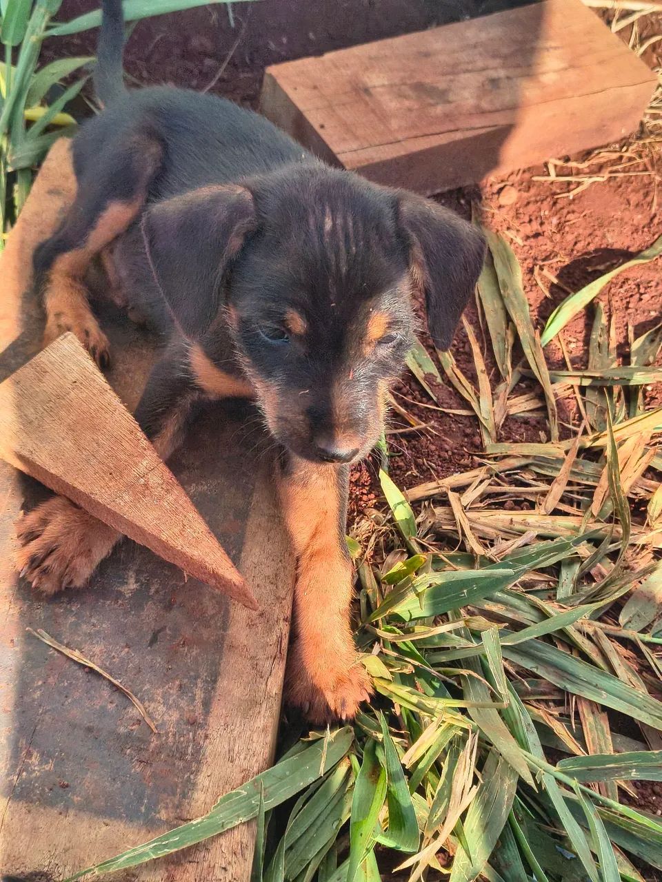Cachorrinhos para doação ? - Foto 4