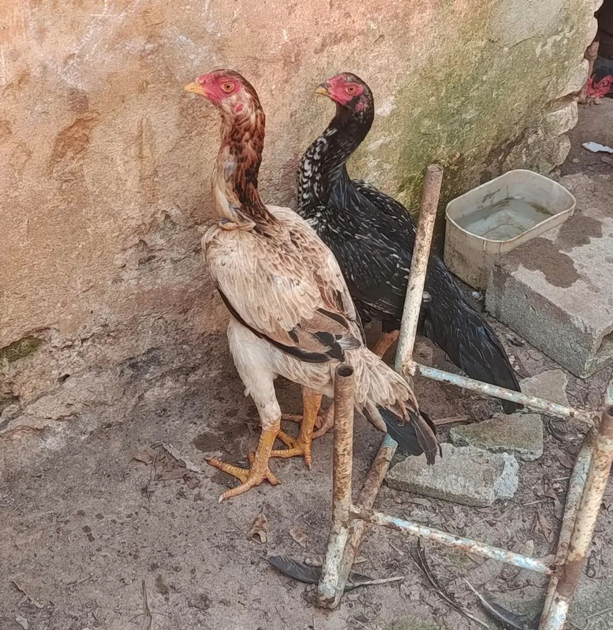 Galo índio e galinhas índia  - Foto 4