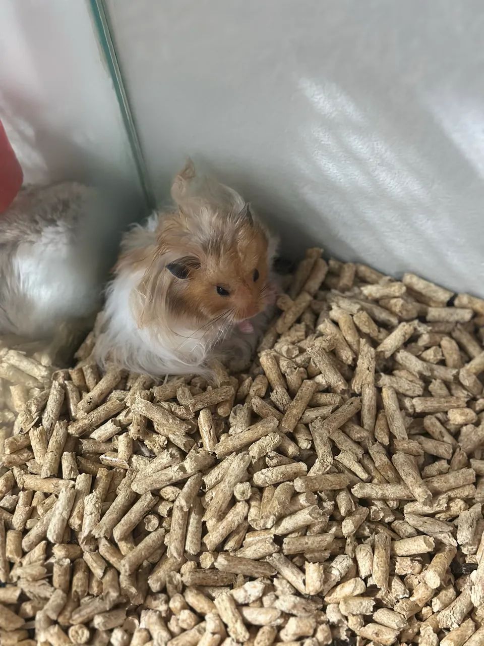 Hamsters ( filhotes)437443719794544643