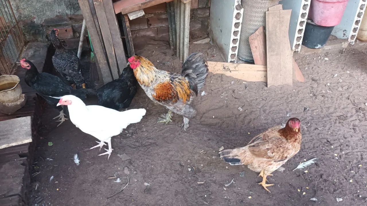 Galinha caipira viva ou abatida na hora. - Foto 3