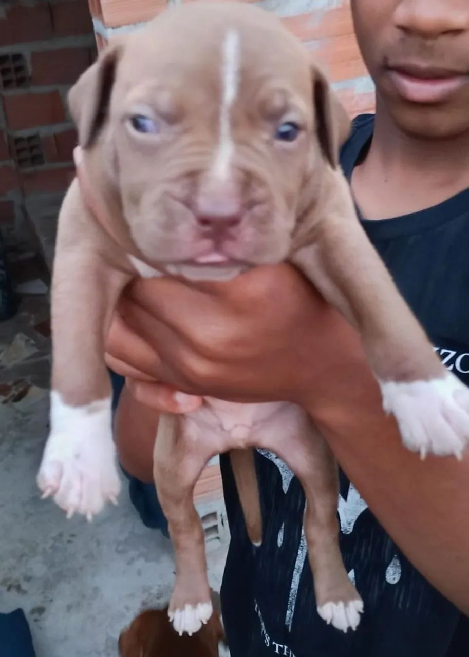 Pit bull - Foto 2