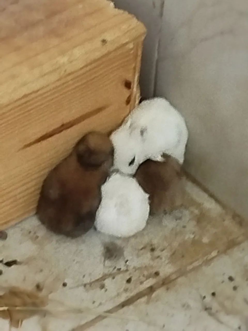 Mini coelho de Netherland  - Foto 4
