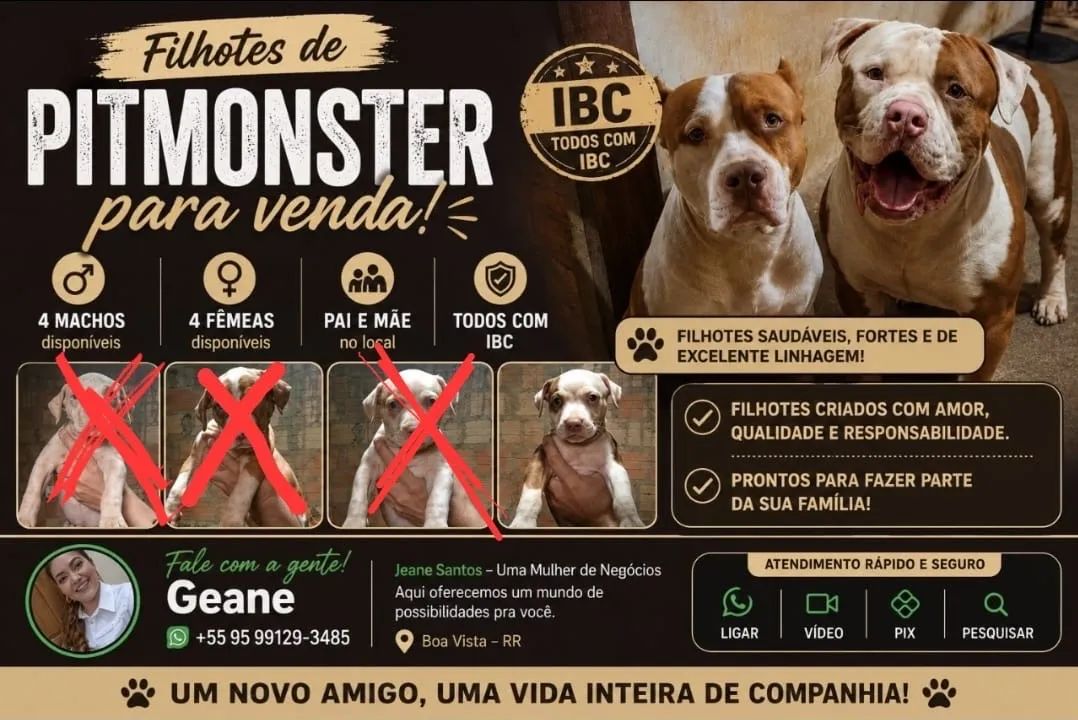 FILHOTES DE PIT MONSTERS - Foto 3