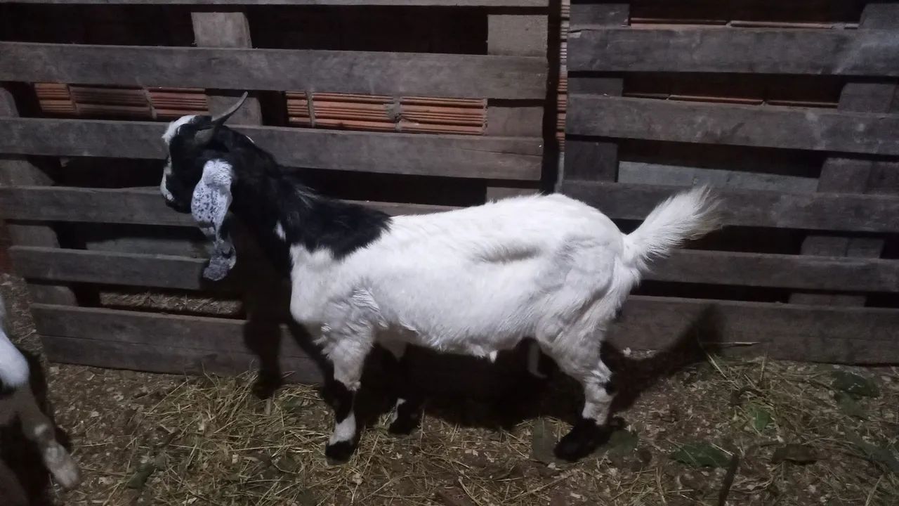 Cabrito - Foto 2