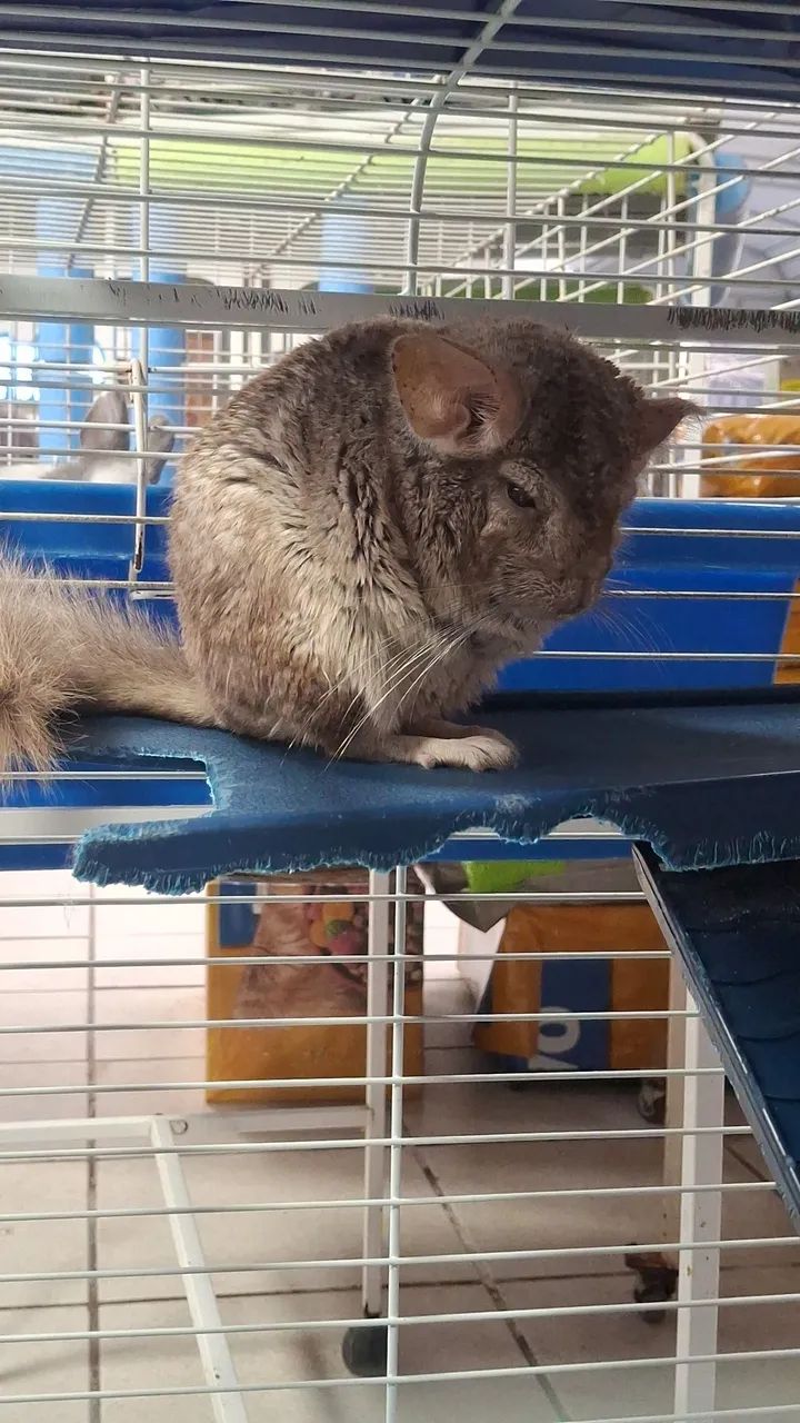 Chinchila  - Foto 2