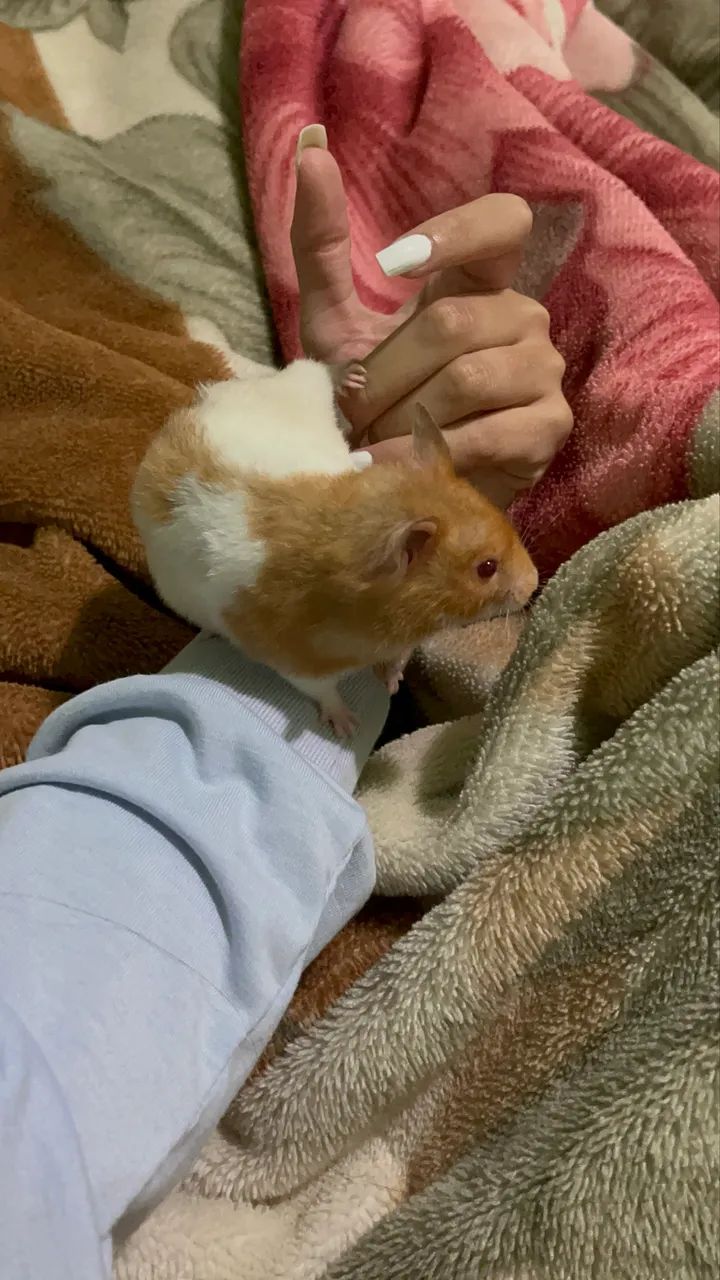 Hamster sírio 
