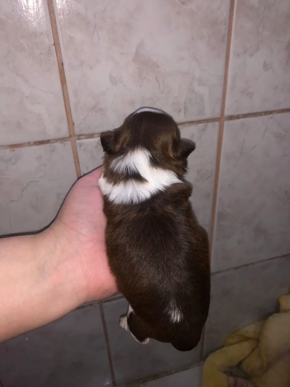 Shihtzu  - Foto 4