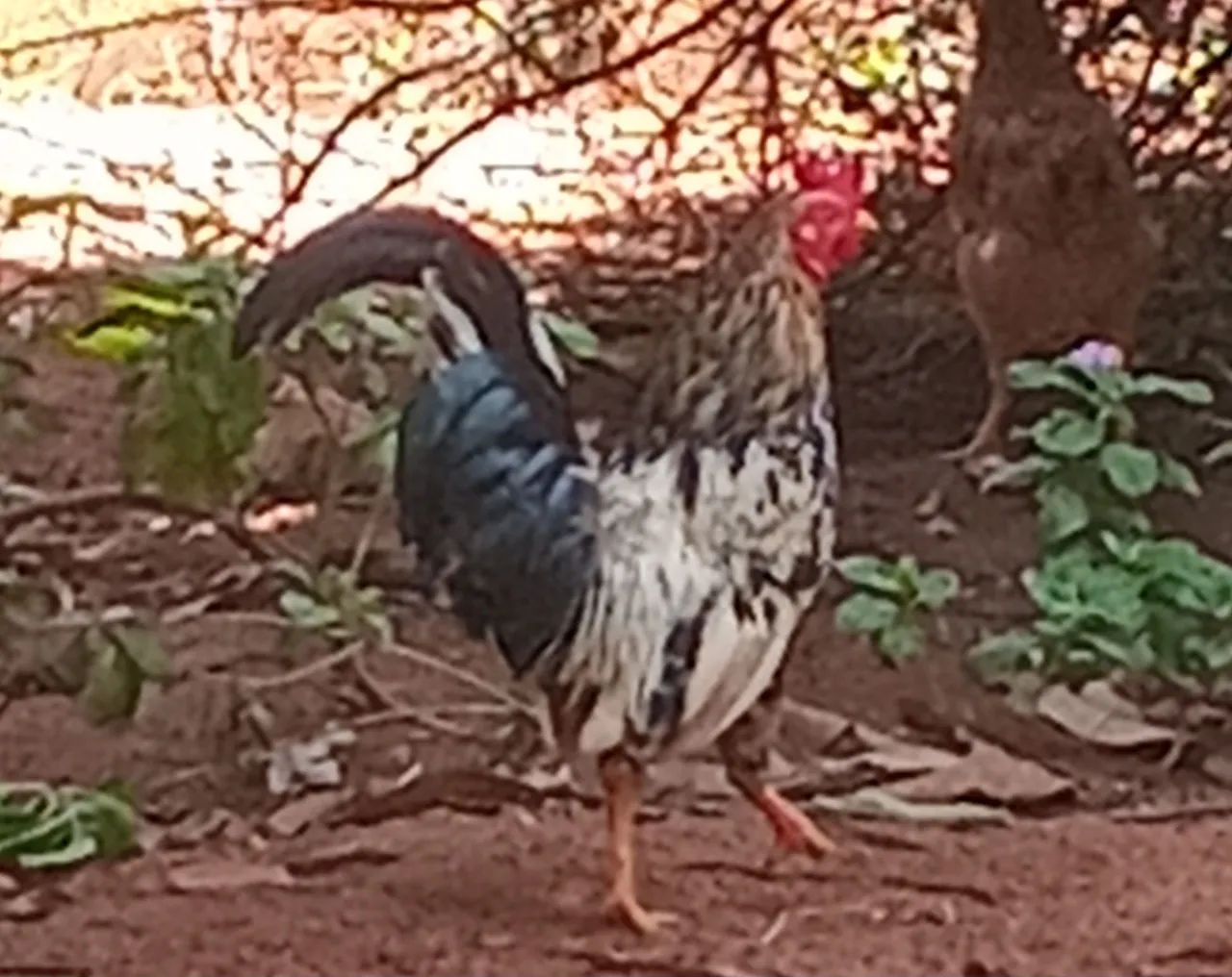 01Galo e 02 Garnize  - Foto 5