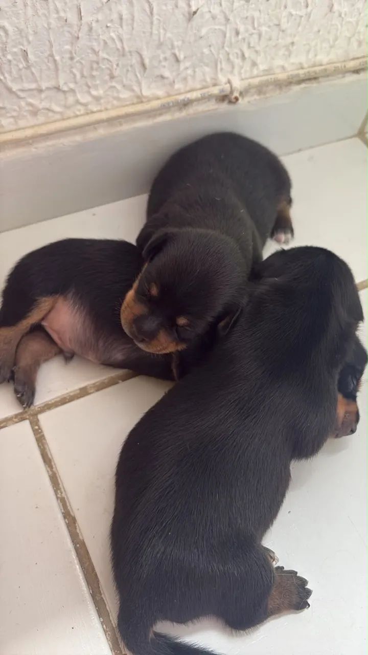 Cachorro PINCHER 