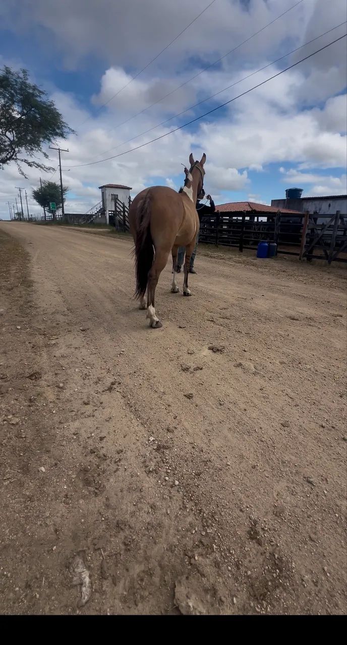 Porta mangalarga luxo de cela à venda - Foto 3