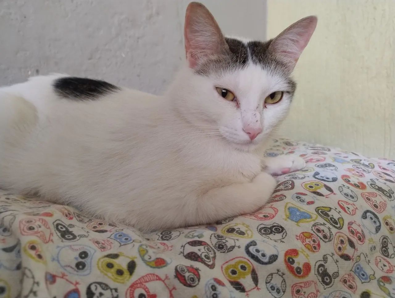 Doação gata castrada  - Foto 2