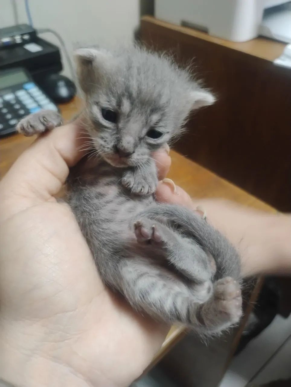 Doação de Gatinhos - Foto 2
