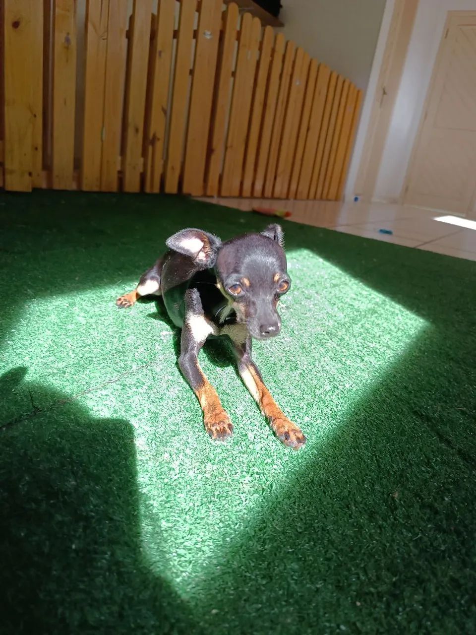 Pinscher fêmea jovem  - Foto 4