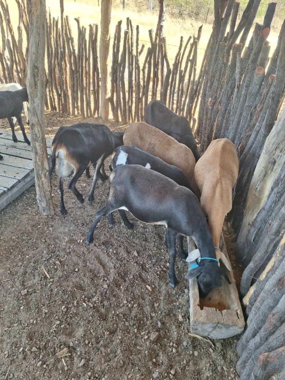 Animais  - Foto 2
