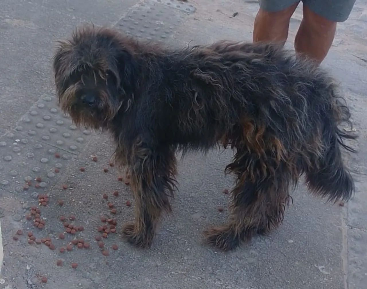 Cães para adoção 