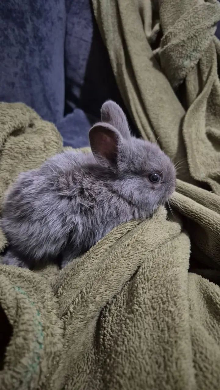 5 BEBES LINDOS - Foto 3