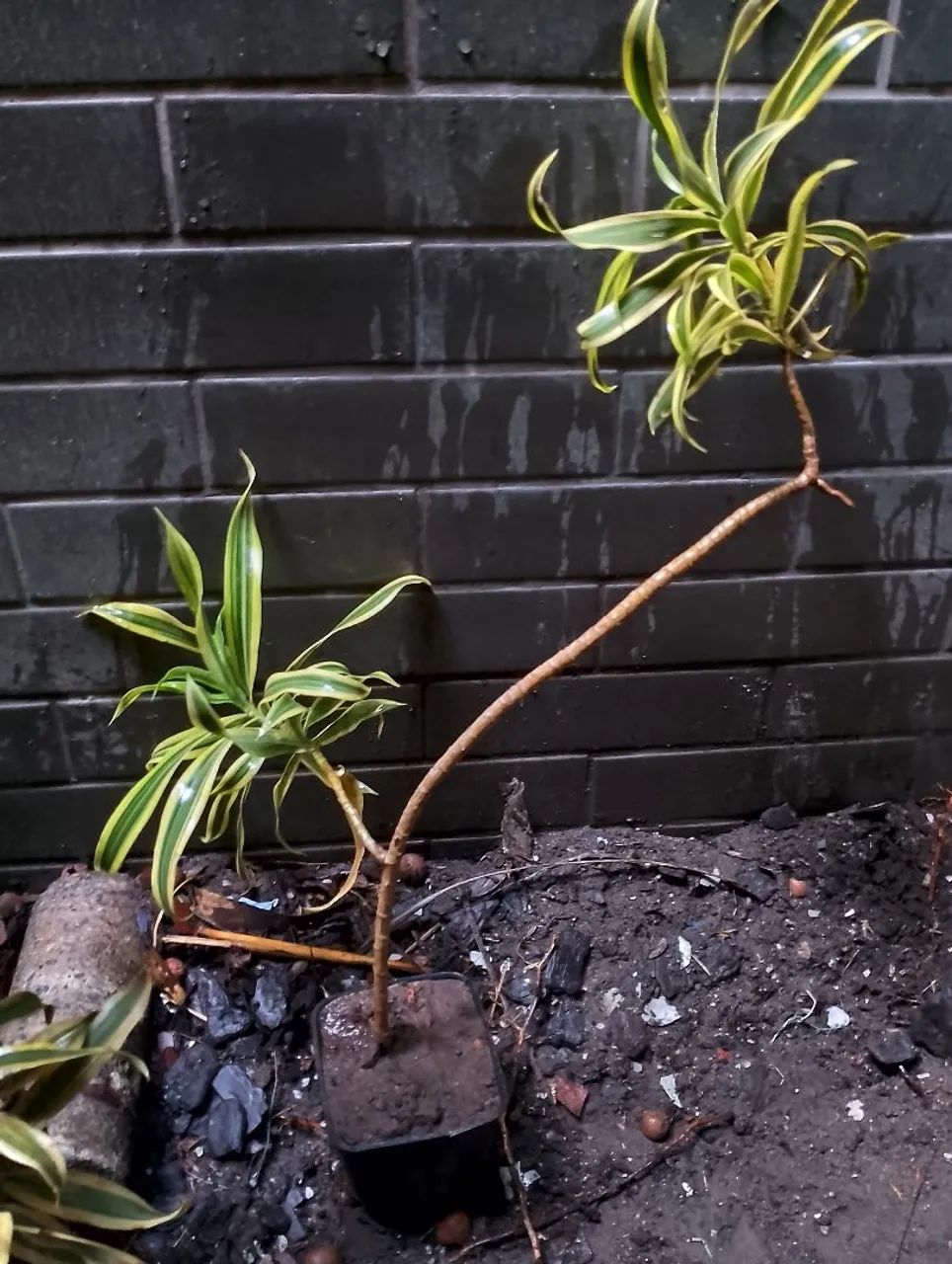 PLANTAS  - Foto 5