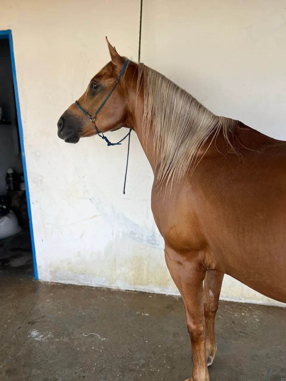 Cavalo QM - Foto 5