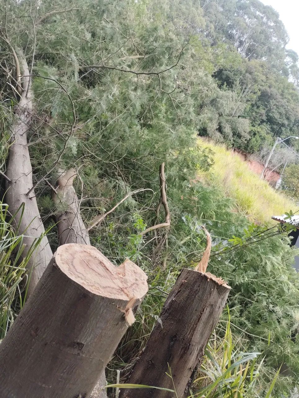 Serviço poda corte  - Foto 3