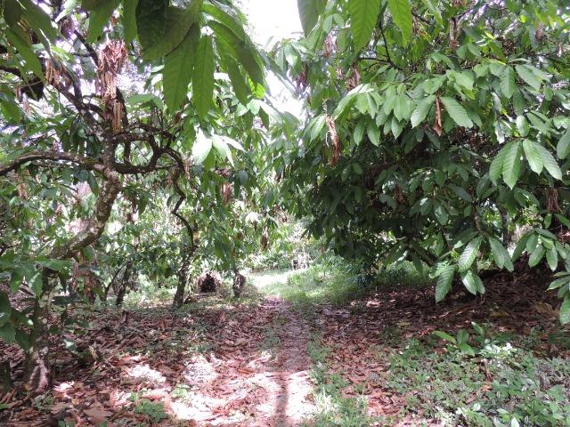 Vendo fazenda, excelente para plantar café ou eucalípto - Foto 11
