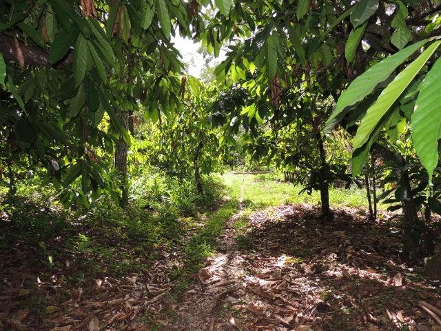Vendo fazenda, excelente para plantar café ou eucalípto - Foto 8