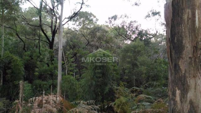 Terreno à venda, , invernador - urubici/sc - Foto 11