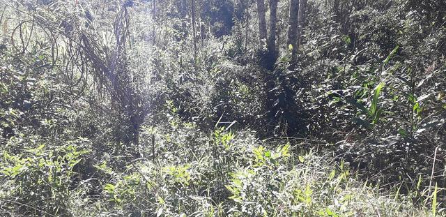 42 alqueires,,, são lourenço,,, da serra - Foto 14