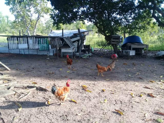 Vende-se uma chácara - Foto 5