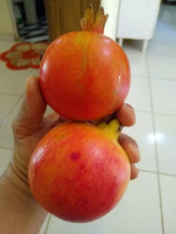 Adubos - Foto 3