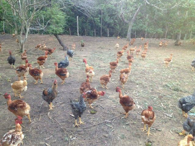 Sítio em Abrantes - Aluguel/arrendamento - Foto 2