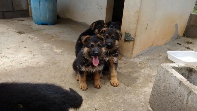 Filhotes de excelente procedência, com pedigree e garantias em contrato - Foto 2