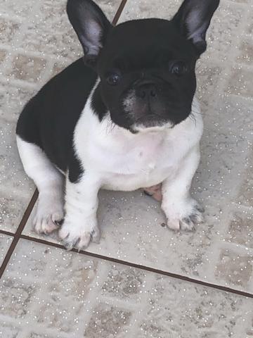 Bulldog - Foto 2