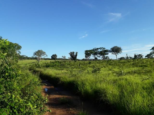 Fazenda Cultura na Beira Rio Araguaia. Araguatins-TO. - Foto 2