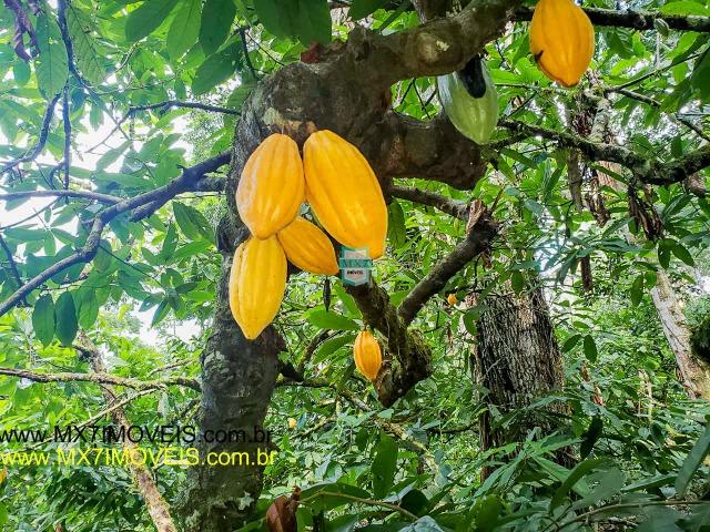 Ubaitaba. Fazenda mista de 160 Hectares, rica em água. - Foto 10