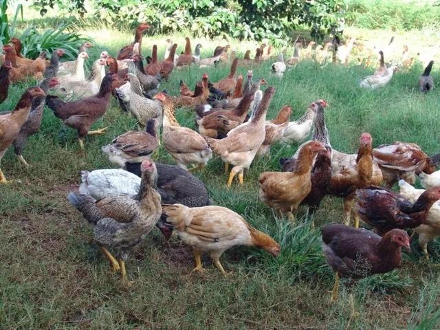 Galinha Caipira Vacinada Carne Saudável Alimentação Orgânica Emater