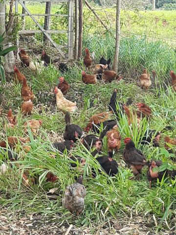 Galinha Caipira Vacinada Carne Saudável Alimentação Orgânica Emater - Foto 3