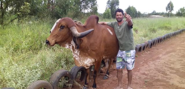 Cavalo e vacas gir puras PO, e um garrote - Foto 4