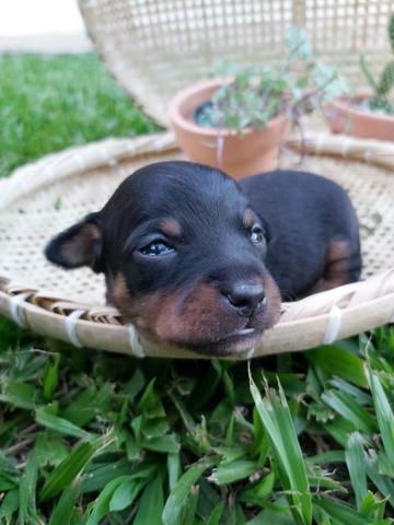 Filhote de pinscher miniatura - número 0 - Foto 3