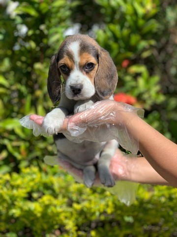 Beagle - belos babys em 12x sem juros!!!!