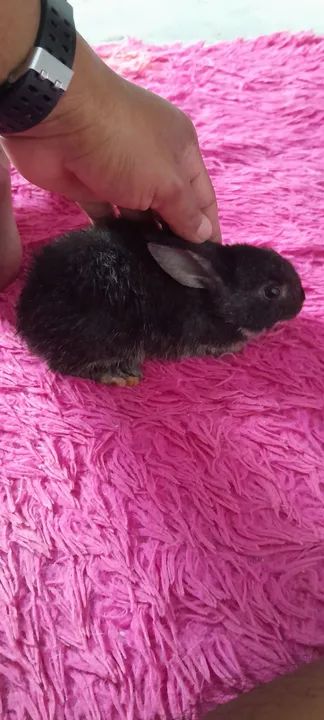Coelhos - Foto 4