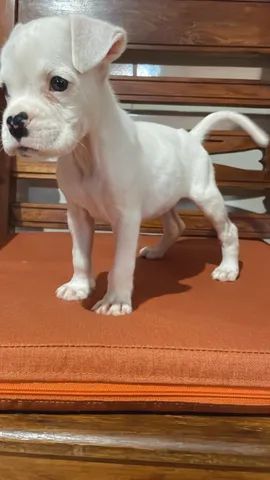 Boxer filhote branco  +39 anúncios na OLX Brasil