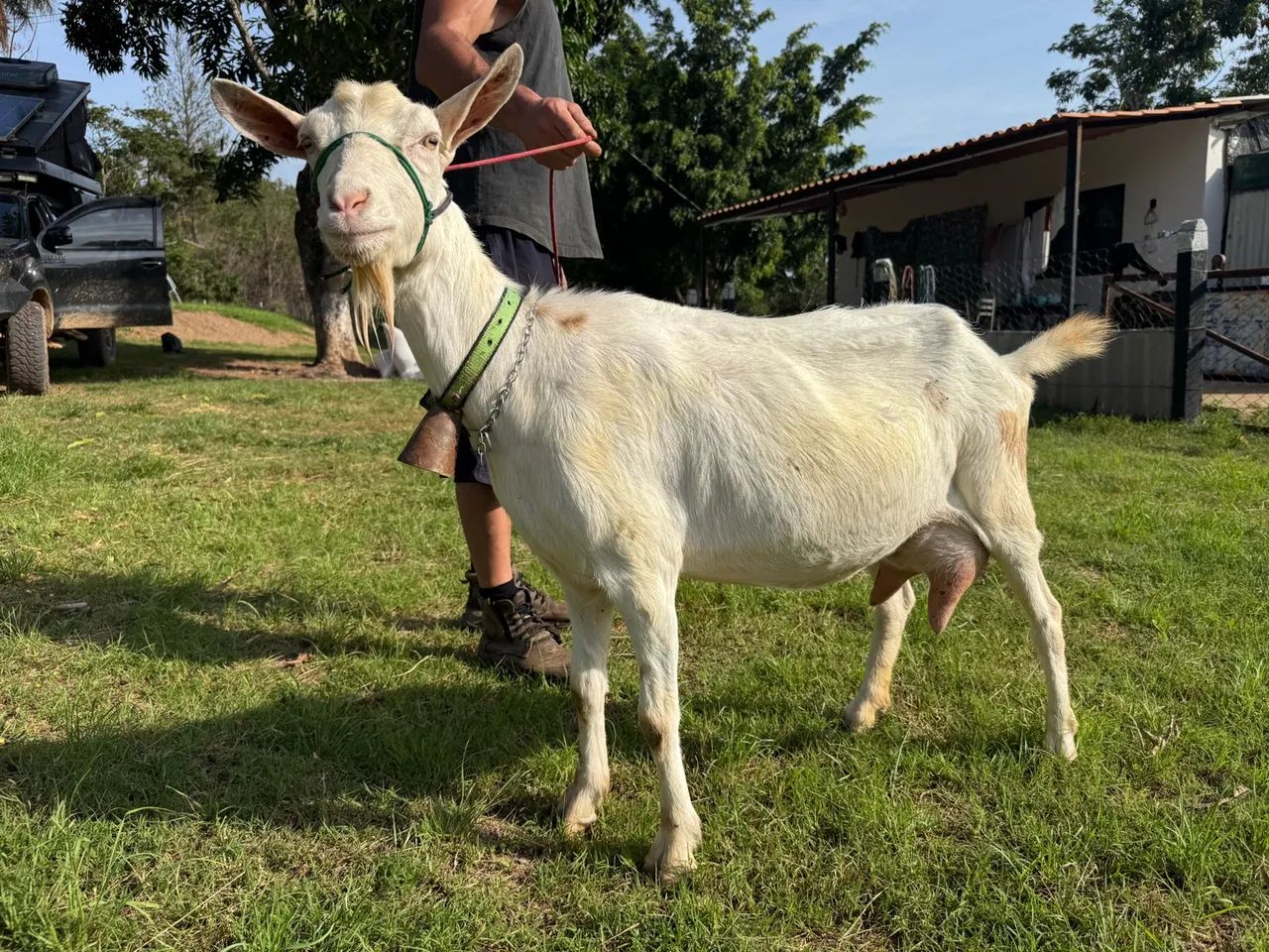 Cabras SAANEN em lactação é um Bode - Foto 6