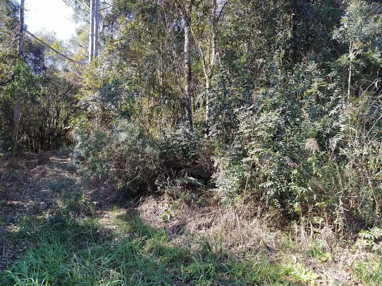 Sítio Reserva Ribeirão  - Foto 4