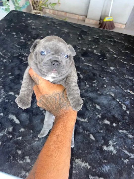 Bulldog francês blue 
