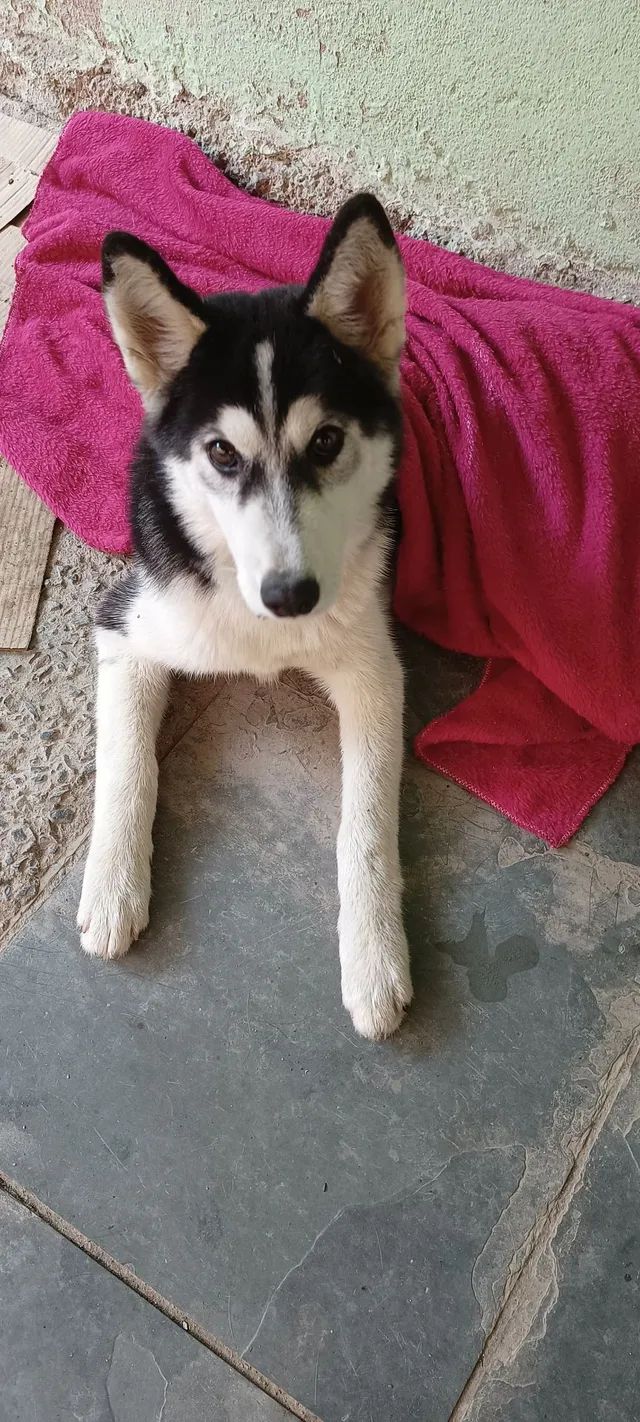 Cachorro Outras raças - Santa Efigênia, Zona Leste - Minas Gerais